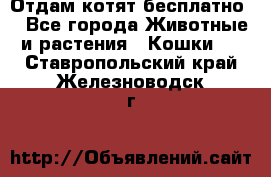 Отдам котят бесплатно  - Все города Животные и растения » Кошки   . Ставропольский край,Железноводск г.